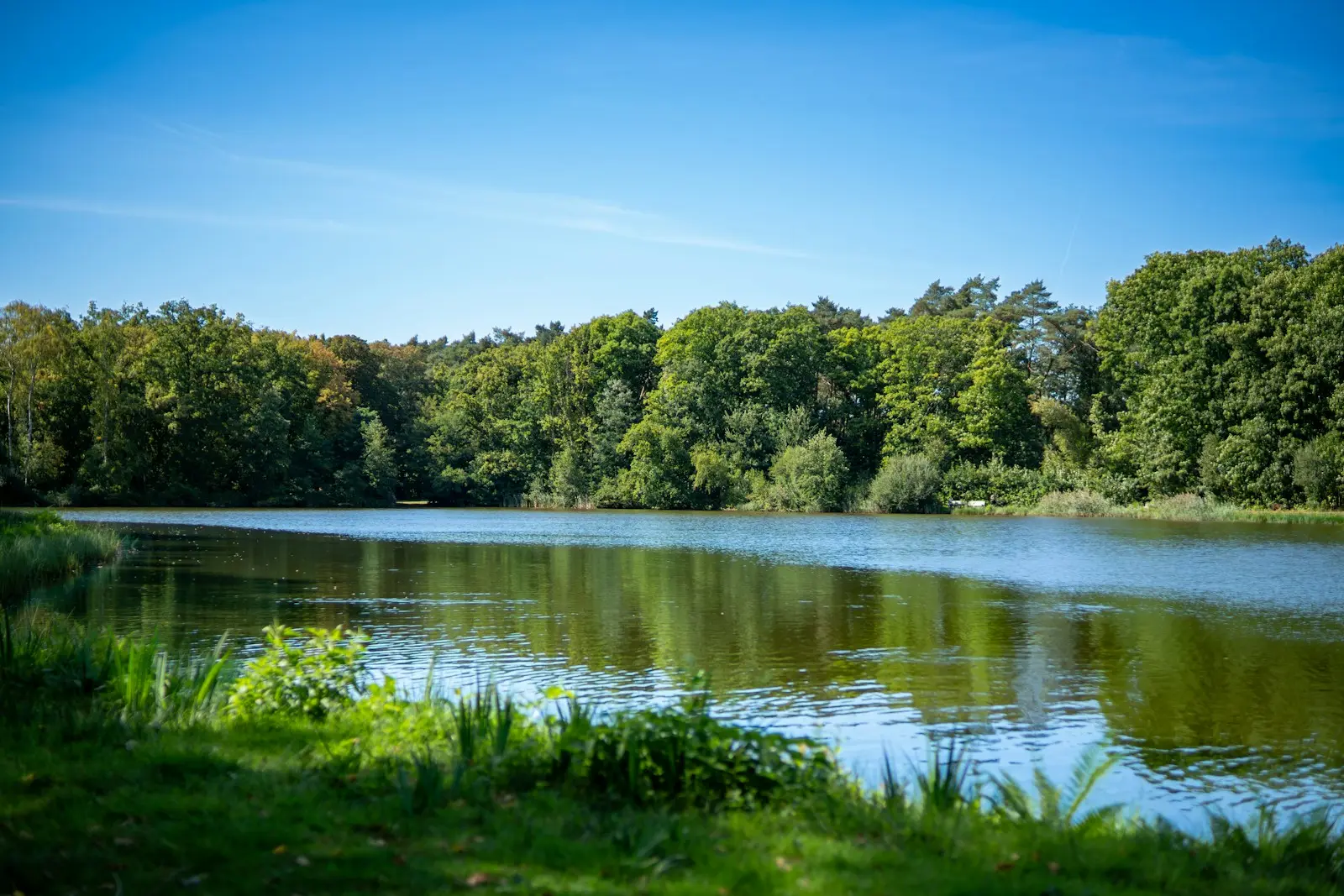 Vijver omringd door bomen in Bokrijk, Genk
