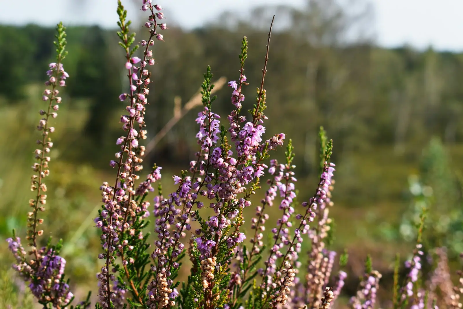 Bloeiende heide in Nationaal Park Hoge Kempen
