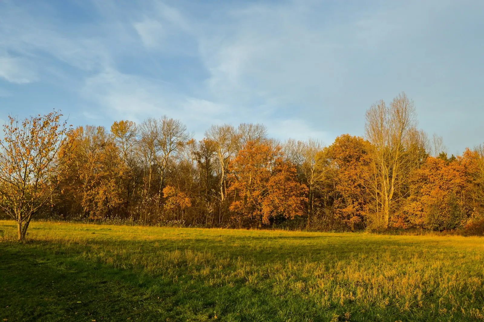 Weiland en herfstbomen in Nieuwenhoven, Sint-Truiden
